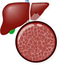 liver